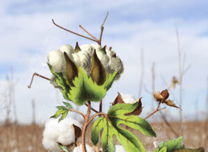 The Lives That Cotton Made