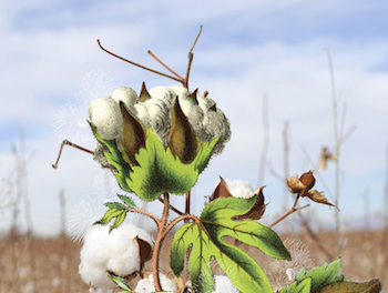 The Lives That Cotton Made